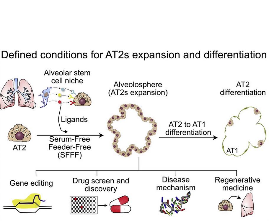 Ainsi, une seule cellule AT2, isolée dans de minuscules plats, peut se multiplier pour produire des millions de cellules qui s'assemblent presque naturellement en organoïdes en forme de ballon avec alvéoles.