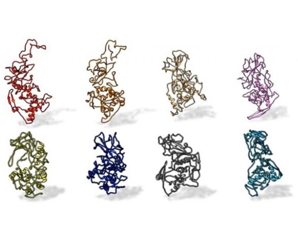 La protéine N (pour Nucleocapside), avec laquelle interagissent les anticorps de patients atteints de COVID-19, est conservée dans tous les coronavirus pandémiques de type SARS (Visuel Kelly Lab / Penn State)