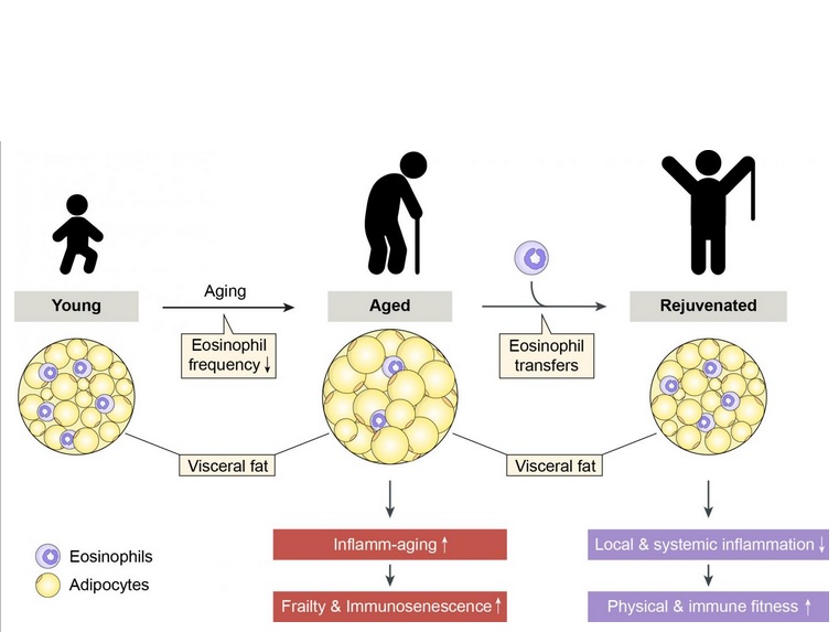 Rajeunir passe par le rétablissement de l'homéostasie immunitaire dans les adipocytes (Visuel DBMR, University of Bern, D. Brigger) Rajeunir passe par le rétablissement de l'homéostasie immunitaire dans les adipocytes (Visuel DBMR, University of Bern, D. Brigger)