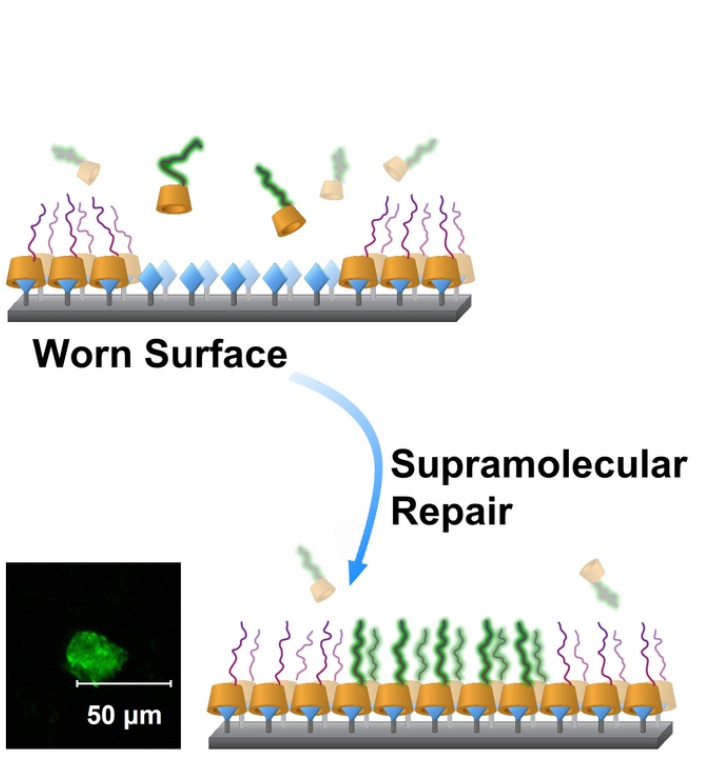 Des molécules de sucre permettent au polymère de s'accrocher aux surfaces de l’implant et de réparer les dommages (zone réparée en vert ) (Visuel Dr Paul McGonigal & Chem) Des molécules de sucre permettent au polymère de s'accrocher aux surfaces de l’implant et de réparer les dommages (zone réparée en vert ) (Visuel Dr Paul McGonigal & Chem)