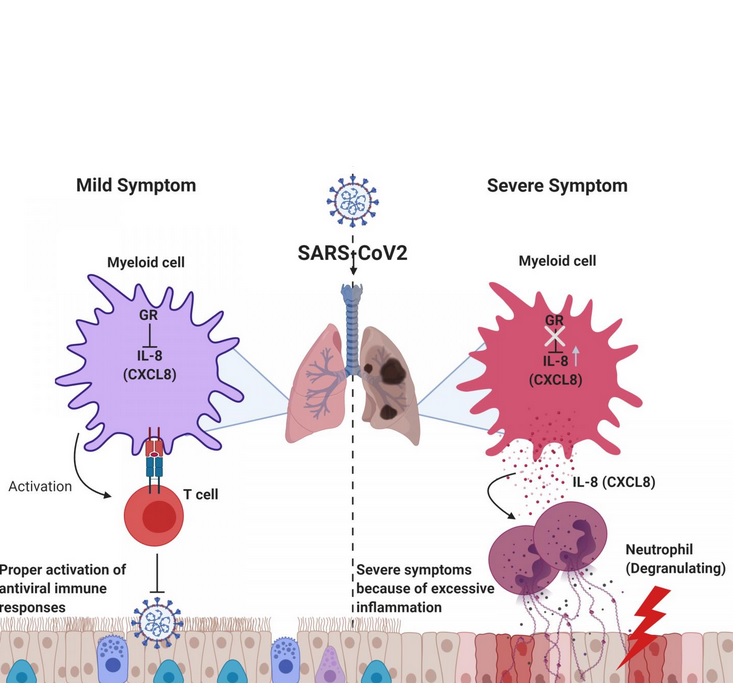 Une faible expression des récepteurs des glucocorticoïdes (GR) induit à une inflammation excessive puis des lésions pulmonaires causées par les neutrophiles, en raison de l’augmentation de l'expression de cytokines (Schéma Professor Heung Kyu Lee, KAIST. Created with Biorender.com) Une faible expression des récepteurs des glucocorticoïdes (GR) induit à une inflammation excessive puis des lésions pulmonaires causées par les neutrophiles, en raison de l’augmentation de l'expression de cytokines (Schéma Professor Heung Kyu Lee, KAIST. Created with Biorender.com)