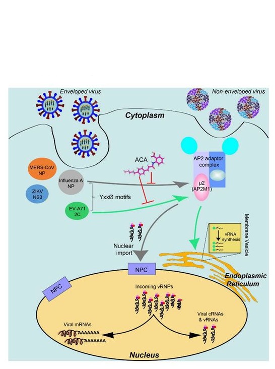 ACA bloque l'interaction de AP2M1 nécessaire à l'interaction virus-hôte ce qui inhibe l’infection (Visuel Science Advances). ACA bloque l'interaction de AP2M1 nécessaire à l'interaction virus-hôte ce qui inhibe l’infection (Visuel Science Advances).