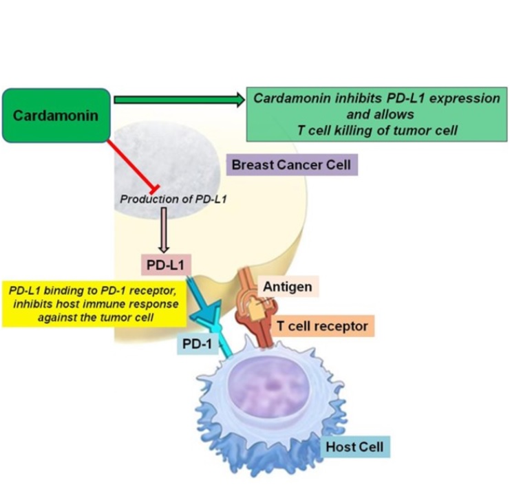 La cardamonine ne réduit l'expression de PD-L1 que dans la lignée cellulaire caucasienne (Visuel Patricia Mendonca, Florida A&M University)