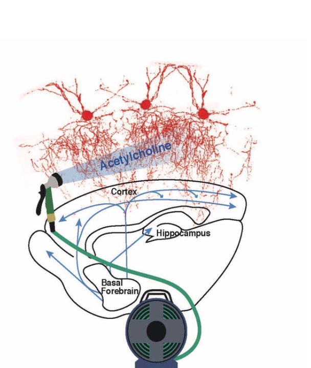 Un composé chimique, le  neurotransmetteur acétylcholine, libéré par les cellules modulatrices initie la ramification des axones (Visuel Hiroki Taniguchi and André Steinecke)