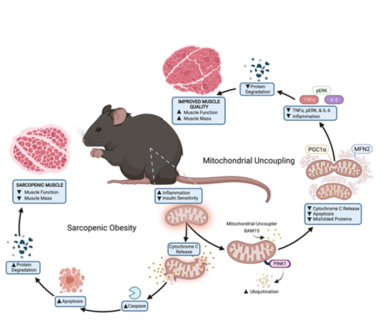 L'ingestion du supplément BAM15 permet aux souris de devenir plus actives, de gagner en force et de perdre rapidement du poids (Schéma Pennington Biomedical Research Center). L'ingestion du supplément BAM15 permet aux souris de devenir plus actives, de gagner en force et de perdre rapidement du poids (Schéma Pennington Biomedical Research Center).