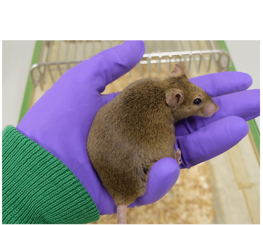 Si des souris âgées soumises à une restriction calorique perdent alors du poids, l'activité des gènes dans le tissu adipeux reste similaire à celle des souris qui continuent à manger autant qu'elles le souhaitent Si des souris âgées soumises à une restriction calorique perdent alors du poids, l'activité des gènes dans le tissu adipeux reste similaire à celle des souris qui continuent à manger autant qu'elles le souhaitent