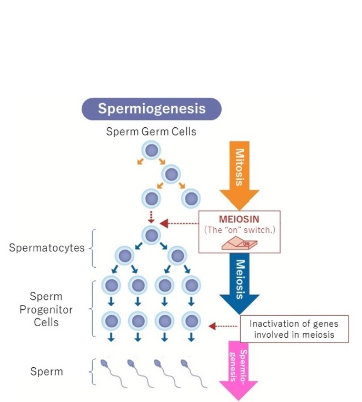 L’équipe avait déjà identifié MEIOSIN, un gène qui active la méiose et provoque l'activation simultanée de centaines de gènes impliqués dans la formation des spermatozoïdes et des ovules (Visuel Dr. Yuki Takada & Prof. Kei-ichiro Ishiguro)