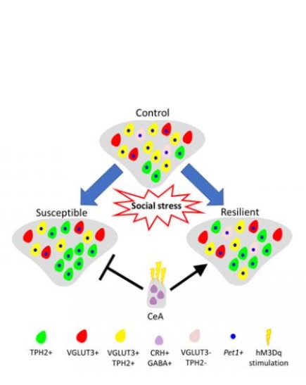 Comprendre l'empreinte moléculaire de la susceptibilité à la dépression pourrait conduire à de nouveaux traitements Comprendre l'empreinte moléculaire de la susceptibilité à la dépression pourrait conduire à de nouveaux traitements