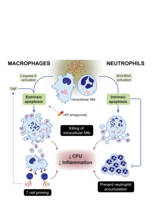 Les chercheurs testent ensuite de nouveaux médicaments qui forcent les cellules infectées à mourir (Visuel Immunity) Les chercheurs testent ensuite de nouveaux médicaments qui forcent les cellules infectées à mourir (Visuel Immunity)