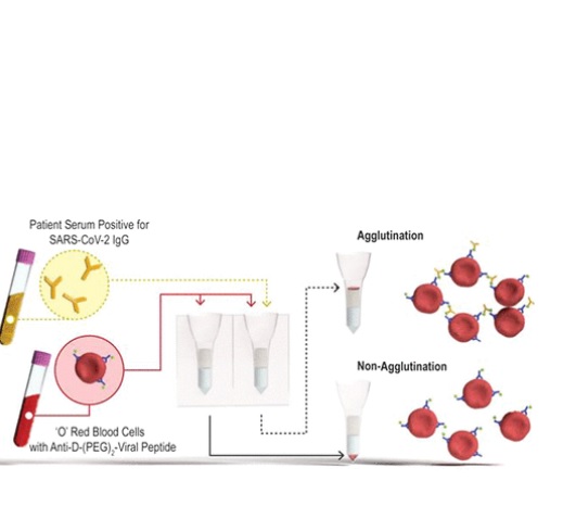 Si l'échantillon contient des anticorps contre le SRAS-CoV-2, ces anticorps se lient aux peptides et entraînent l'agrégation des globules rouges. (Visuel Monash University)