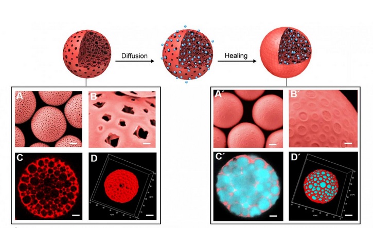 Le nouveau induit ainsi une réponse efficace des lymphocytes T, une puissante inhibition des tumeurs et des effets anti-métastatiques (Visuel Pr Wei)