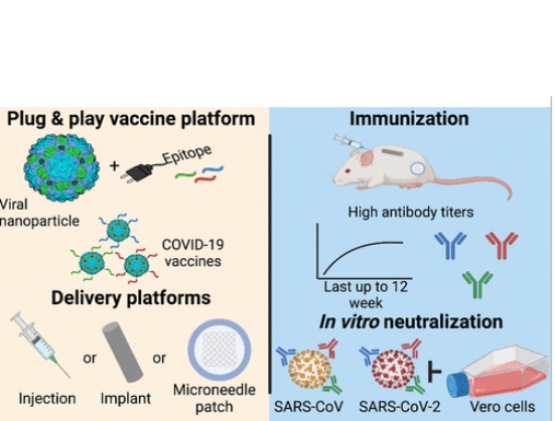 Ces deux familles de virus présentent des avantages pour la fabrication des vaccins. Ces virus faciles et peu coûteux à produire à grande échelle. Et, surtout, le virus végétal et les nanoparticules de bactériophage sont extrêmement stables à haute température (Visuel Journal of the American Chemical Society) Ces deux familles de virus présentent des avantages pour la fabrication des vaccins. Ces virus faciles et peu coûteux à produire à grande échelle. Et, surtout, le virus végétal et les nanoparticules de bactériophage sont extrêmement stables à haute température (Visuel Journal of the American Chemical Society)