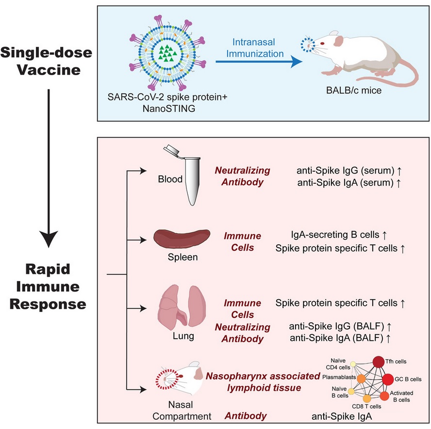 la formulation du vaccin candidat nasal, à base de protéine virale lyophilisée et de l'adjuvant NanoSTING, ici testé chez la souris se révèle ici sûre, produit rapidement en quelques jours une réponse immunitaire suffisante et suscite une immunité complète et durable contre le SRAS-CoV-2 (Visuel iscience)