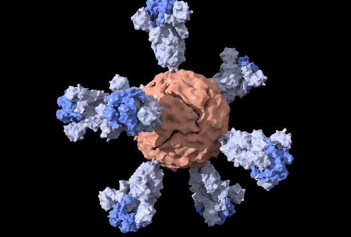 Illustration du candidat vaccin de Stanford (Visuel Duo Xu)