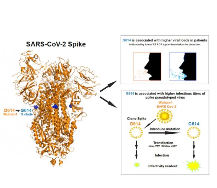 Le nouveau variant avec un changement D614G dans Spike apparaît plus facilement transmissible (Schéma Los Alamos National Laboratory) 