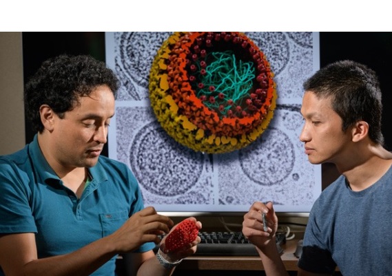 Ces chercheurs de l'Université du Delaware et de de l’Université Cornell révèlent de nouveaux détails sur la structure de la capside du virus VIH et sur son évolution