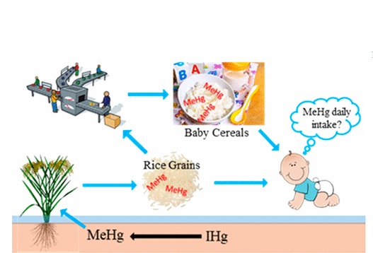 Au cours de ces 10 dernières années, le riz est apparu comme une autre source potentielle d'exposition au mercure.