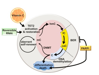 La vitamine C s’avère, chez la souris, suffisante pour bloquer l'auto-renouvellement aberrant de cellules souches pré-leucémiques. La vitamine C s’avère, chez la souris, suffisante pour bloquer l'auto-renouvellement aberrant de cellules souches pré-leucémiques.