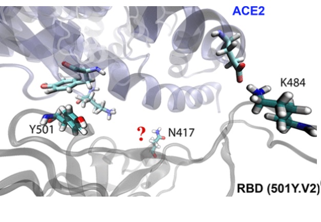 Quel avantage évolutif de la mutation K417N ? (Visuel Journal of Medicinal Chemistry) Quel avantage évolutif de la mutation K417N ? (Visuel Journal of Medicinal Chemistry)