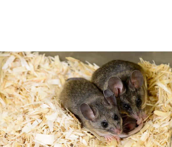 La souris est un bon modèle d’étude des comportements parentaux La souris est un bon modèle d’étude des comportements parentaux