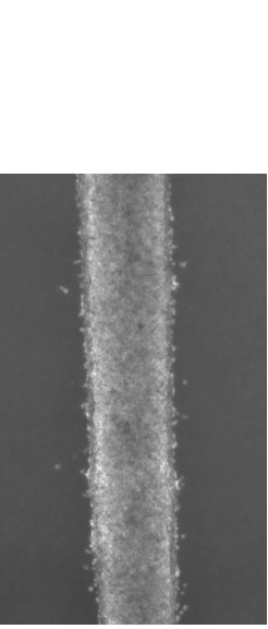 Le dispositif se compose de 3 petits canaux par lesquels les cellules s'écoulent. Le dispositif se compose de 3 petits canaux par lesquels les cellules s'écoulent.