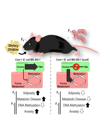 Des souris colonisées avec des populations de de bactéries mangeuses de choline présentent rapidement toute une gamme de maladies métaboliques