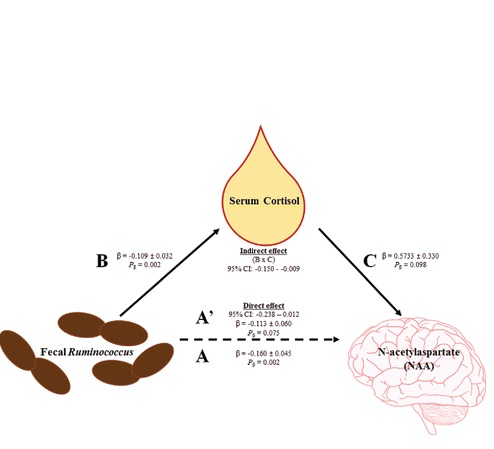 Certaines bactéries sont associées au niveau de cortisol sanguin Certaines bactéries sont associées au niveau de cortisol sanguin
