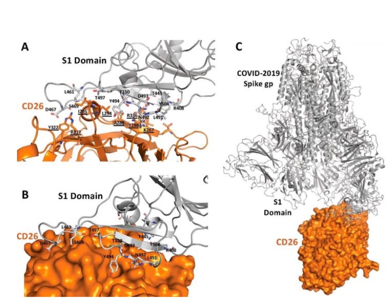 Comment DPP4 et SARS-CoV-2 interagissent Comment DPP4 et SARS-CoV-2 interagissent