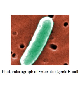 Des centaines de milliers de décès peuvent être attribués à cette maladie bactérienne causée par Escherichia coli entérotoxinogène (ETEC), qui envahit l'intestin grêle Des centaines de milliers de décès peuvent être attribués à cette maladie bactérienne causée par Escherichia coli entérotoxinogène (ETEC), qui envahit l'intestin grêle