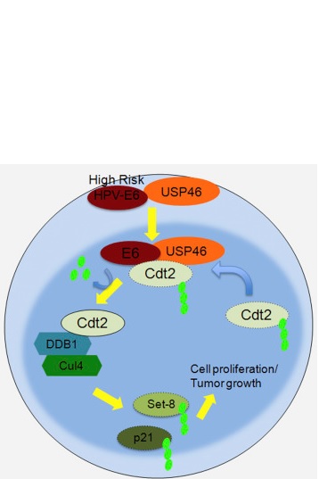 le virus a besoin de l'aide d'une protéine présente dans nos cellules, l’enzyme USP46, pour induire la formation et la croissance de tumeurs