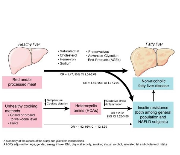 une consommation élevée de viande rouge et transformée indépendamment associée à la stéatose hépatique non alcoolique et à la résistance à l'insuline une consommation élevée de viande rouge et transformée indépendamment associée à la stéatose hépatique non alcoolique et à la résistance à l'insuline