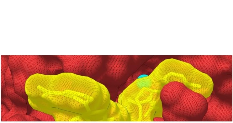 Nocturnine est la première enzyme connue à effectuer cette réaction sur le NADP + et le NADPH dans les mitochondries