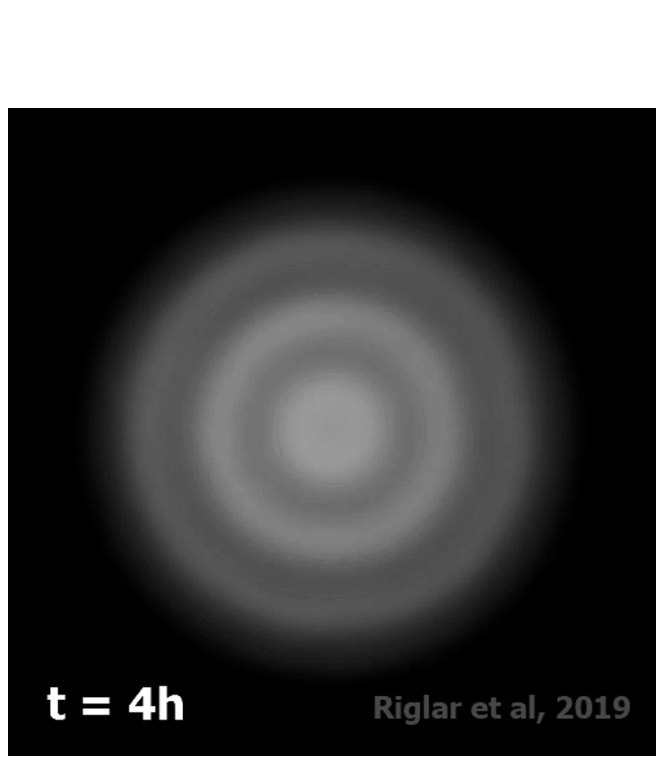Le cycle du repressilator se répète après 15,5 générations bactériennes, quelle que soit la rapidité ou la lenteur avec laquelle les bactéries se développent. Le cycle du repressilator se répète après 15,5 générations bactériennes, quelle que soit la rapidité ou la lenteur avec laquelle les bactéries se développent.