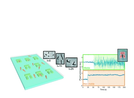 Le test est basé sur des fluides circulant à l'intérieur de micro-canaux sur une lame de verre, dans lesquels nagent les bactéries. Les canaux les dirigent dans de minuscules pièges, où les scientifiques peuvent ensuite injecter les médicaments à tester et surveiller la réaction de chaque bactérie au microscope Le test est basé sur des fluides circulant à l'intérieur de micro-canaux sur une lame de verre, dans lesquels nagent les bactéries. Les canaux les dirigent dans de minuscules pièges, où les scientifiques peuvent ensuite injecter les médicaments à tester et surveiller la réaction de chaque bactérie au microscope