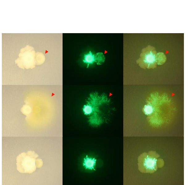 les bactéries Bacillus, marquées par la fluorescence verte, modifient leur schéma de croissance autour des autres membres de la communauté, se propageant autour et au-dessus des autres bactéries les bactéries Bacillus, marquées par la fluorescence verte, modifient leur schéma de croissance autour des autres membres de la communauté, se propageant autour et au-dessus des autres bactéries