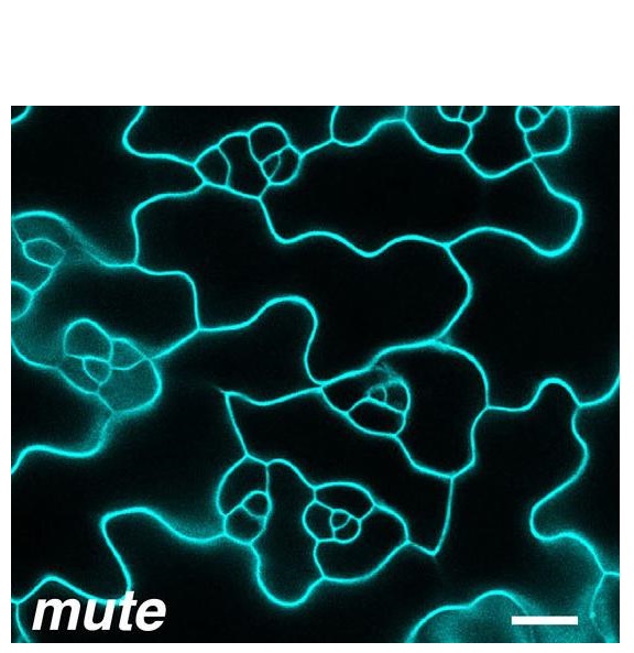 Le gène MUTE agit comme un régulateur principal du développement des stomates Le gène MUTE agit comme un régulateur principal du développement des stomates
