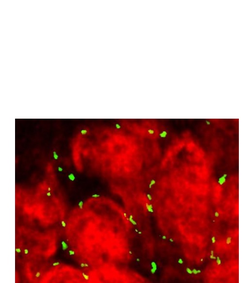 Cette activation induit des signaux inhibiteurs (en vert sur visuel) qui empêchent les neurones de communiquer via les synapses