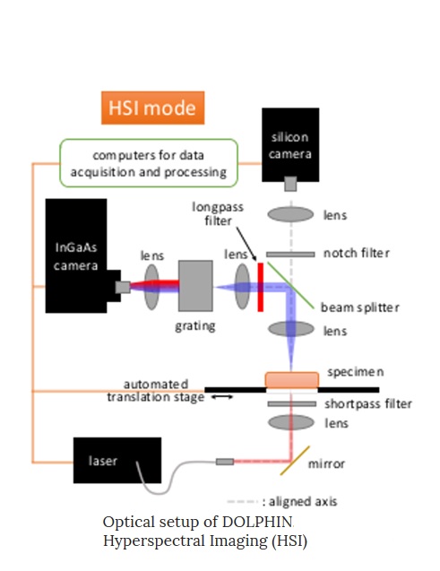 Des sondes qui ciblent et marquent par fluorescence des cellules cancéreuses spécifiques Des sondes qui ciblent et marquent par fluorescence des cellules cancéreuses spécifiques