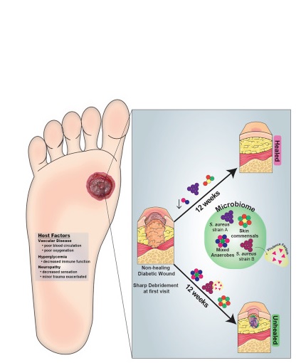 A. Faecalis semble stimuler une inflammation bénéfique de la peau lésée qui limite les effets néfastes de bactéries plus nocives.