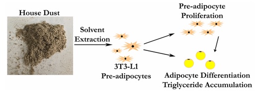 Les cellules pré-adipocytes exposées à la poussière croissent et se divisent plus rapidement en cellules adipeuses Les cellules pré-adipocytes exposées à la poussière croissent et se divisent plus rapidement en cellules adipeuses