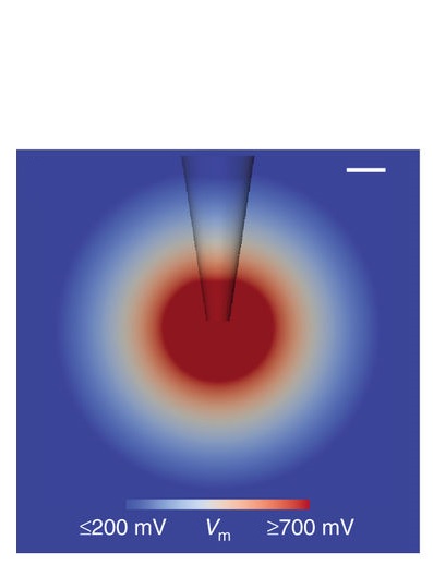 L'outil permet de tracer jusqu’à 100% des cellules d’un microcircuit cérébral L'outil permet de tracer jusqu’à 100% des cellules d’un microcircuit cérébral