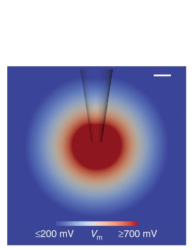 L'outil permet de tracer jusqu’à 100% des cellules d’un microcircuit cérébral 