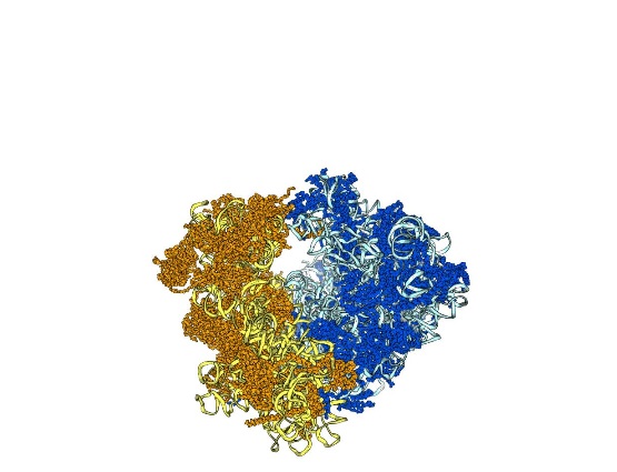 L'hémanthamine bloque la production de protéines via les ribosomes, ce qui ralentit la croissance des cellules cancéreuses L'hémanthamine bloque la production de protéines via les ribosomes, ce qui ralentit la croissance des cellules cancéreuses
