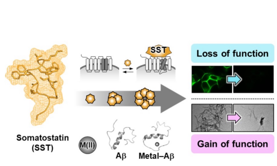 L'étude décrypte le rôle de la somatostatine sur l'agglomération Aβ en fonction de la présence ou de l'absence de métaux, et finalement ses effets positifs contre la toxicité cellulaire (Visuel Center for MetalloNeuroProteinoChemistry).