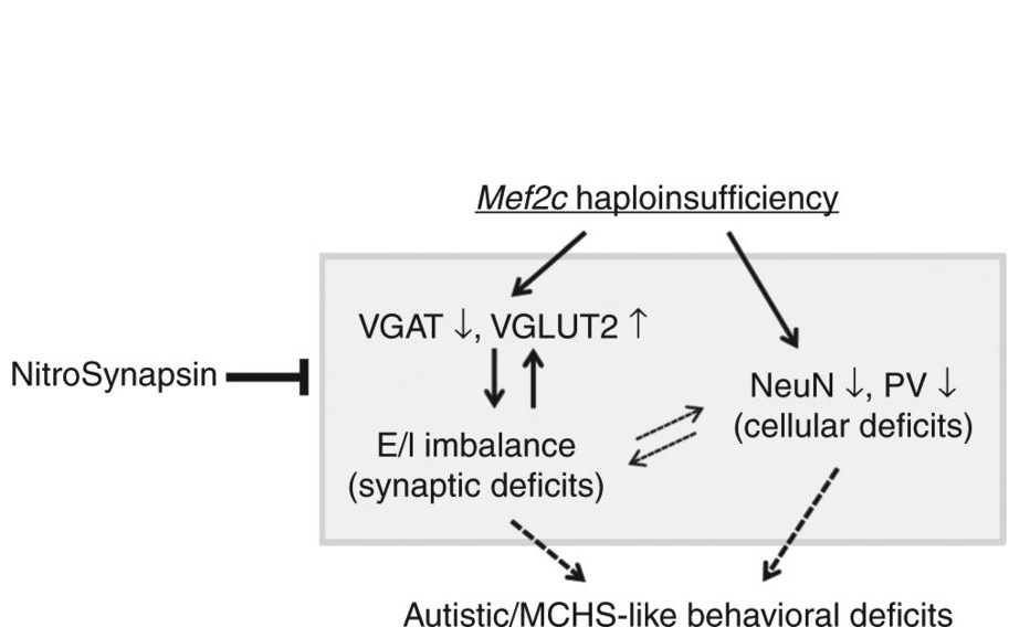 Les souris modèles de MHS traintées pendant 3 mois par NitroSynapsin présentent une réduction de ce déséquilibre excitateur/inhibiteur Les souris modèles de MHS traintées pendant 3 mois par NitroSynapsin présentent une réduction de ce déséquilibre excitateur/inhibiteur