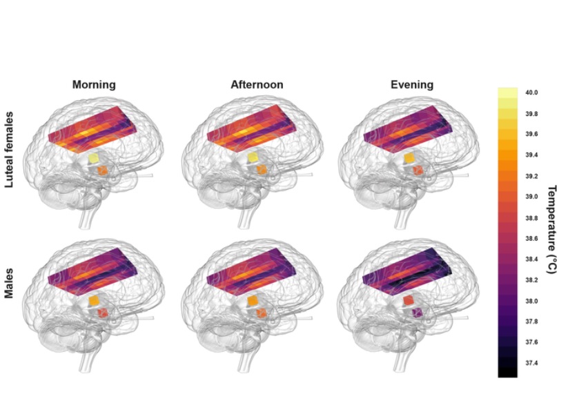 La température cérébrale suit une variation constante en fonction de l'heure de la journée (Visuel N Rzechorzek/MRC LMB/Brain)
