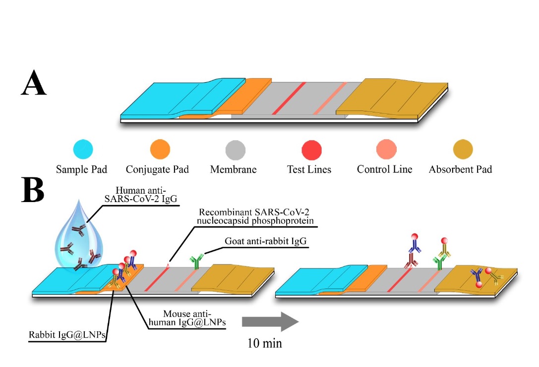 Une protéine d'enveloppe virale est attachée sur une zone d’une bande de nitrocellulose. Le sérum humain s'écoule d'une extrémité de la bandelette à l'autre, et tous les anticorps dirigés contre la protéine virale se lient à cette zone sur la bandelette Une protéine d'enveloppe virale est attachée sur une zone d’une bande de nitrocellulose. Le sérum humain s'écoule d'une extrémité de la bandelette à l'autre, et tous les anticorps dirigés contre la protéine virale se lient à cette zone sur la bandelette