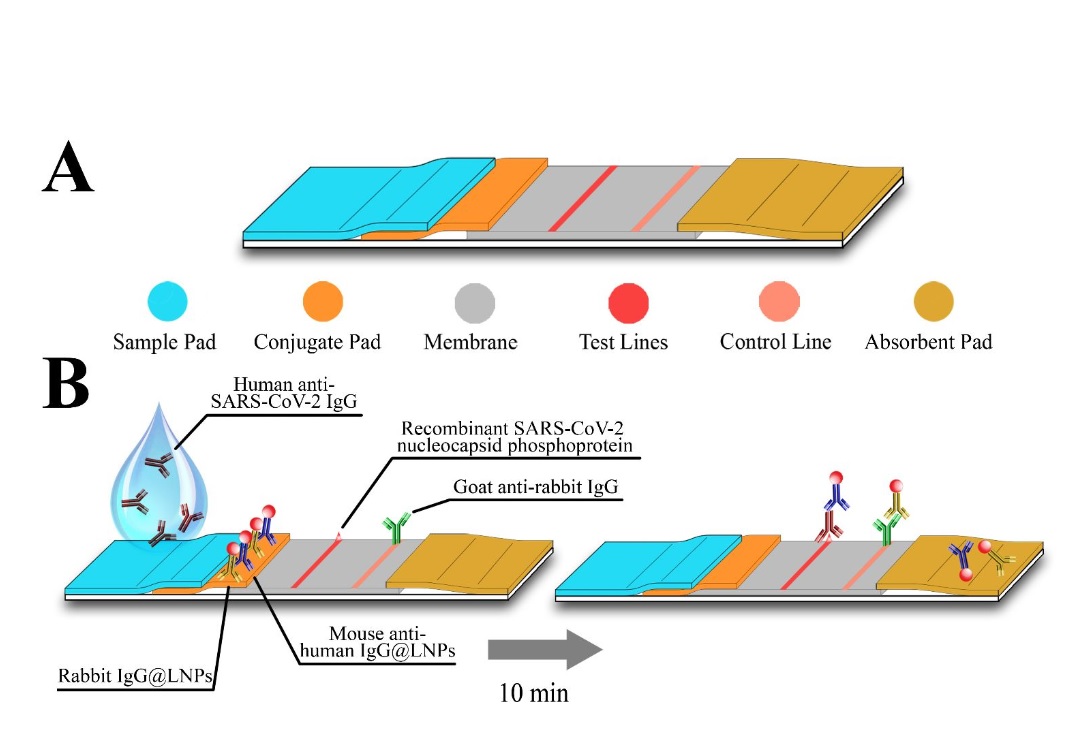 Une protéine d'enveloppe virale est attachée sur une zone d’une bande de nitrocellulose. Le sérum humain s'écoule d'une extrémité de la bandelette à l'autre, et tous les anticorps dirigés contre la protéine virale se lient à cette zone sur la bandelette