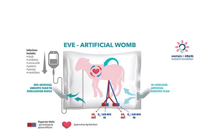 Cette technologie permet de stabiliser des agneaux extrêmement prématurés (à l’équivalent de 24 semaines de grossesse chez l’Homme) de leur assurer une croissance normale pendant 5 jours. Cette technologie permet de stabiliser des agneaux extrêmement prématurés (à l’équivalent de 24 semaines de grossesse chez l’Homme) de leur assurer une croissance normale pendant 5 jours.