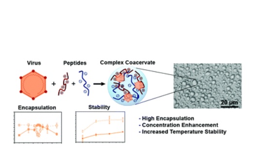 Ces protéines synthétiques qui ont des charges positives ou négatives, chargés et mis en solution, se collent ensemble et forment une phase liquide séparée, un processus appelé coacervation complexe. Ces protéines synthétiques qui ont des charges positives ou négatives, chargés et mis en solution, se collent ensemble et forment une phase liquide séparée, un processus appelé coacervation complexe.